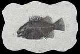 Cockerellites (Priscacara) Fossil Fish - Hanger Installed #88774-1